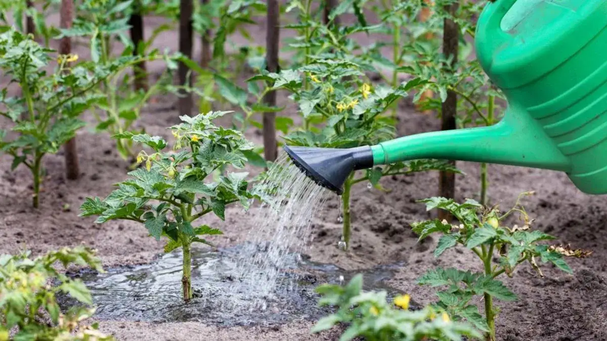 Jakie nawozy naturalne pod pomidory? Sekrety dużych zbiorów!
