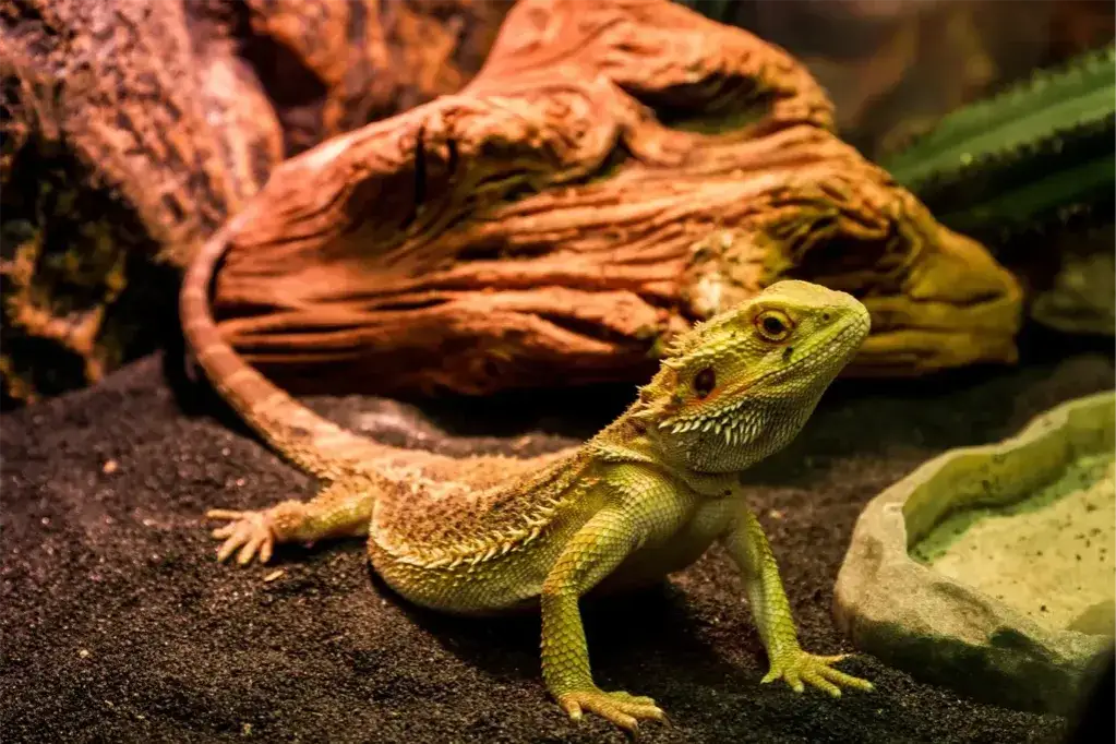 Czym jest terrarium? Twój przewodnik po świecie hodowli zwierząt