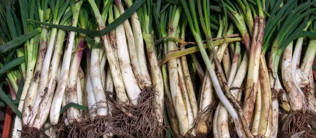 Cebula siedmiolatka kiedy siać - uniknij błędów w siewie i pielęgnacji