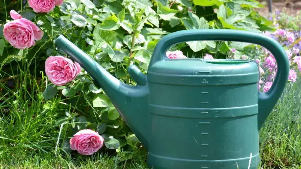 Jak często podlewać róże ogrodowe, aby zapewnić im zdrowy wzrost?