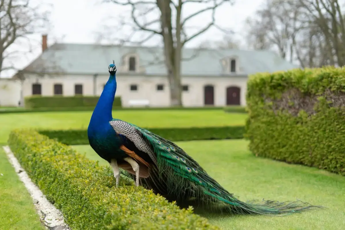 Kozłówka atrakcje: odkryj najpiękniejsze miejsca w regionie