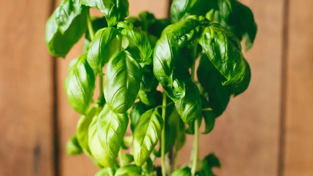 Jak uprawiać bazylię: proste sposoby na zdrowe i aromatyczne liście