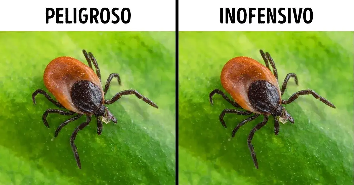 La garrapata más peligrosa: enfermedades y riesgos para la salud humana