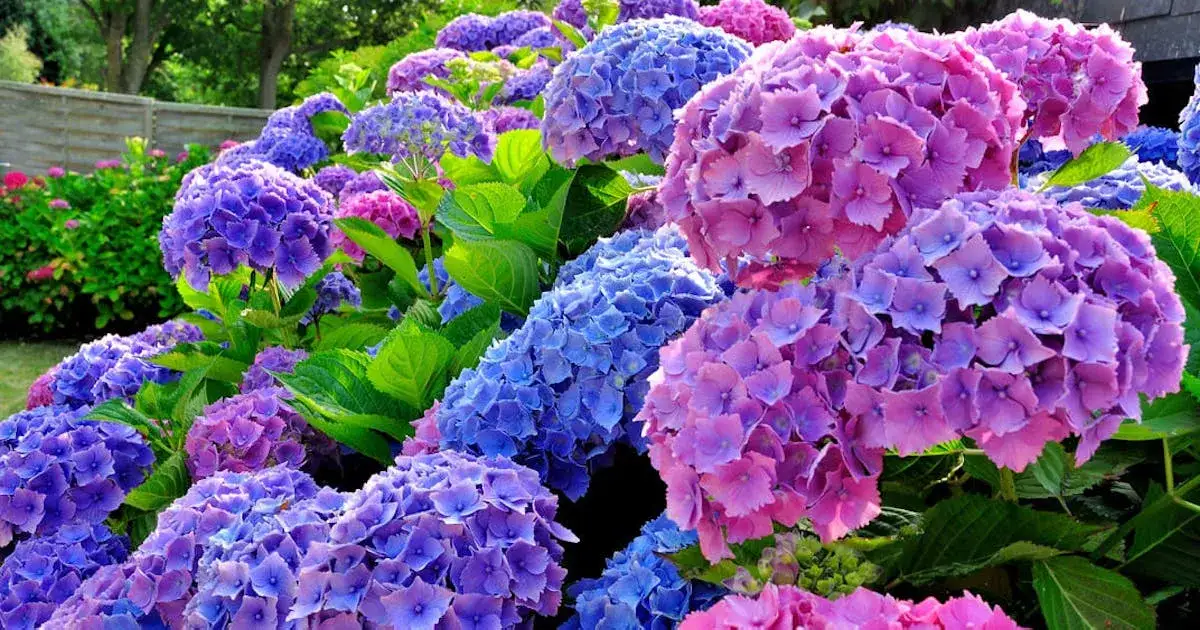 Hortensja ogrodowa jakie stanowisko? Kluczowe wymagania dla pięknych kwiatów