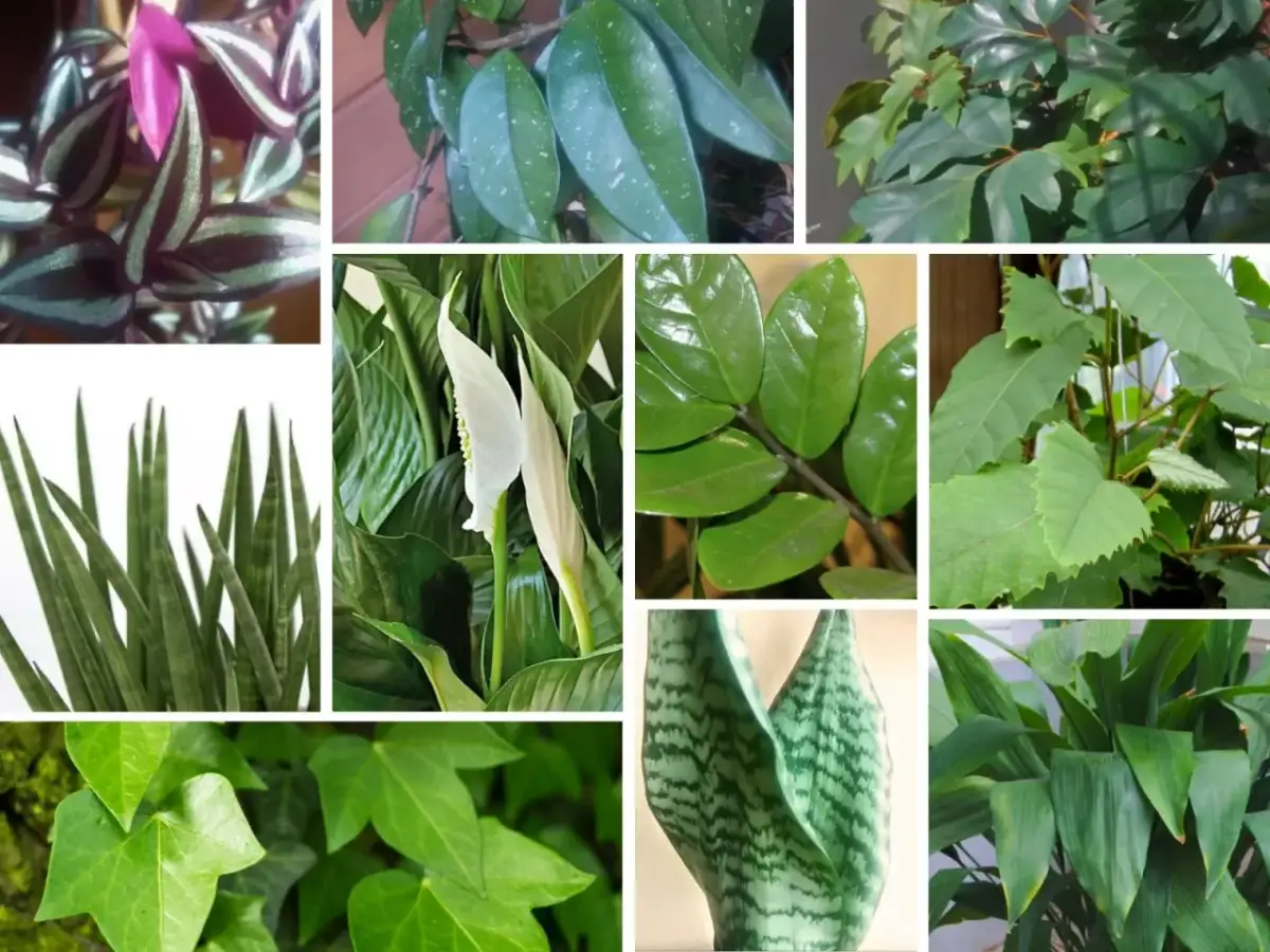 Kwiaty doniczkowe do cienia: gatunki i porady dla każdego