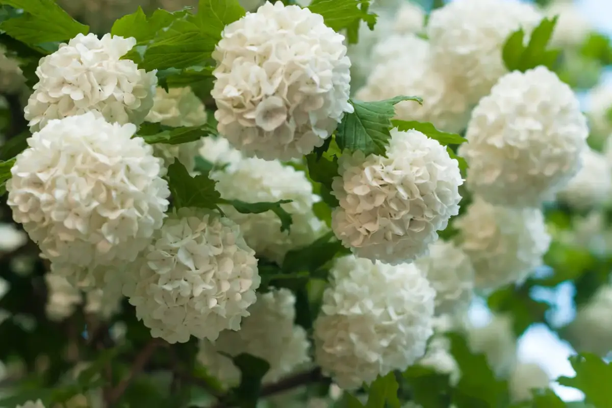 Kiedy sadzić kalinę? Poznaj idealny termin i sekrety uprawy