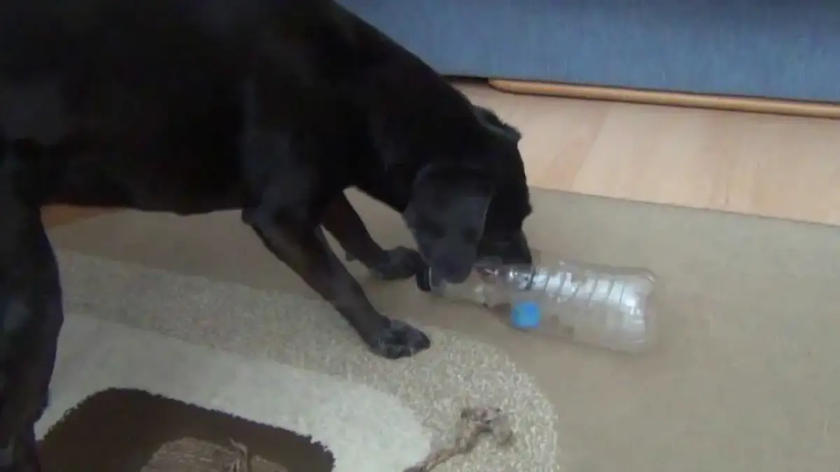 Jak zrobić zabawkę dla psa z butelki - proste i bezpieczne pomysły