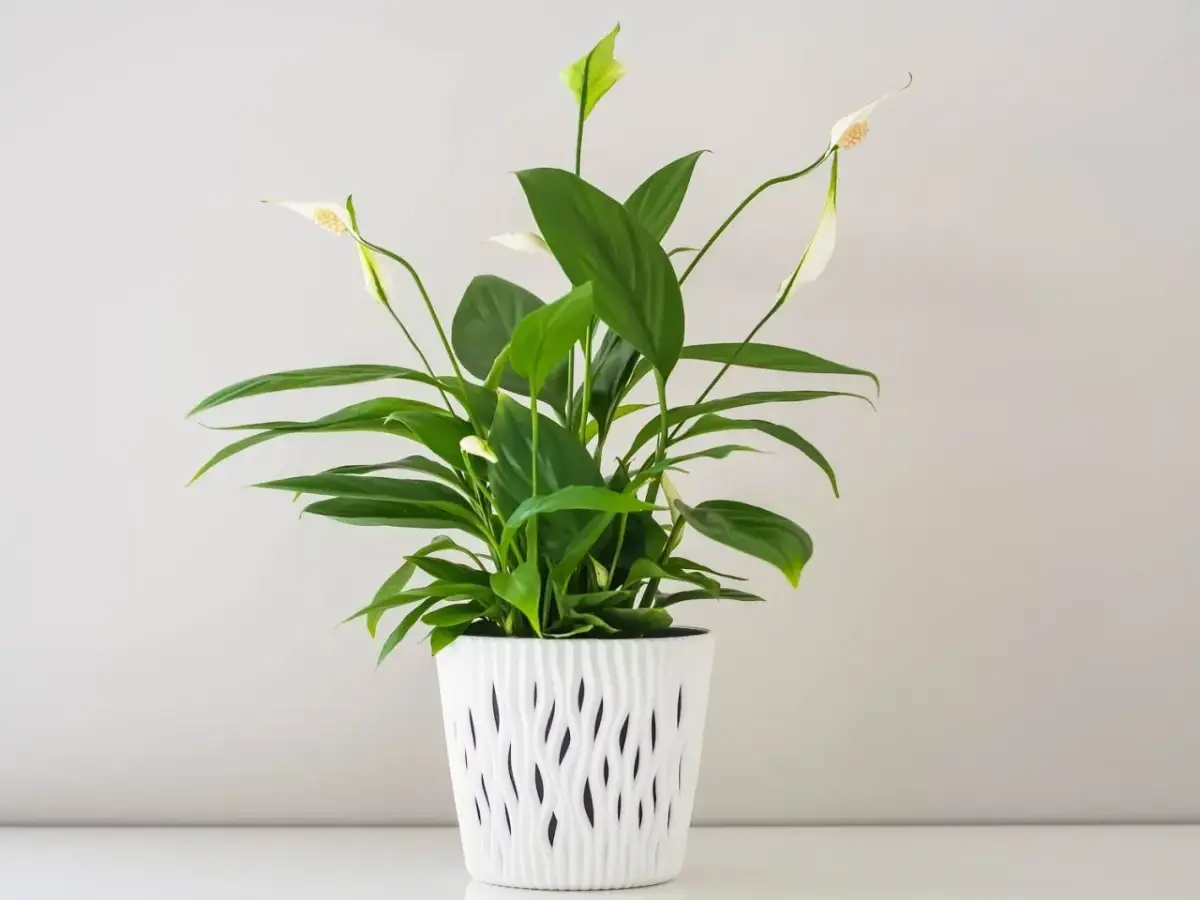 Jakie nawozy są najlepsze dla skrzydłokwiatu, aby uniknąć problemów?