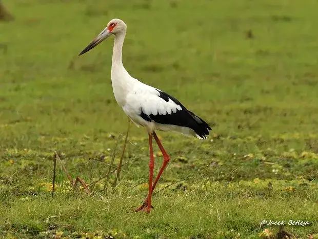 Dlaczego bocian ma czerwony dziób? Prawda i legendy