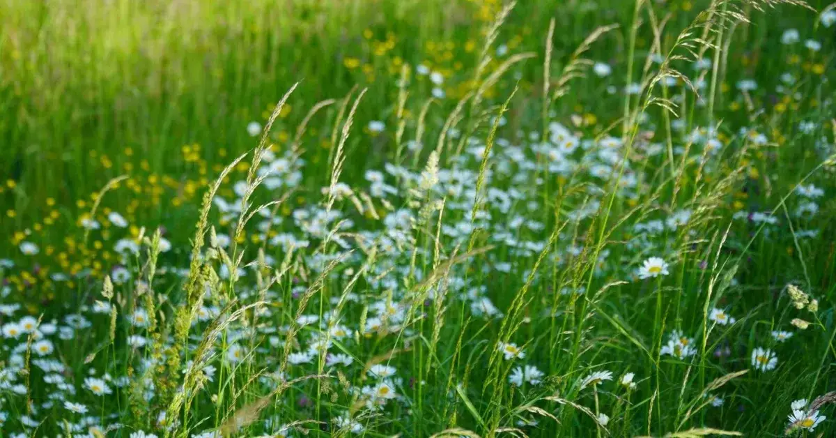 Alergia na trawy: czego nie jeść? Dieta i reakcje krzyżowe