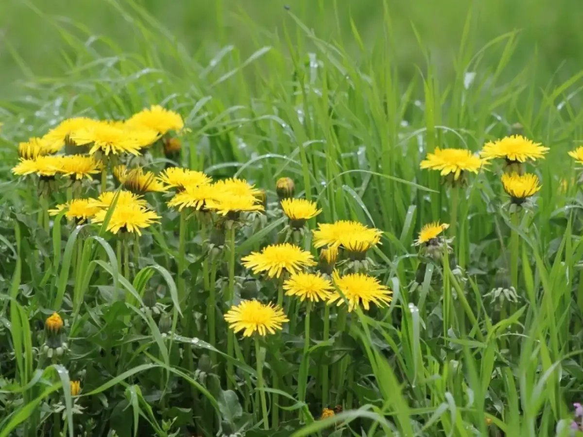 Jak skutecznie zwalczać żółte chwasty w ogrodzie i na trawniku