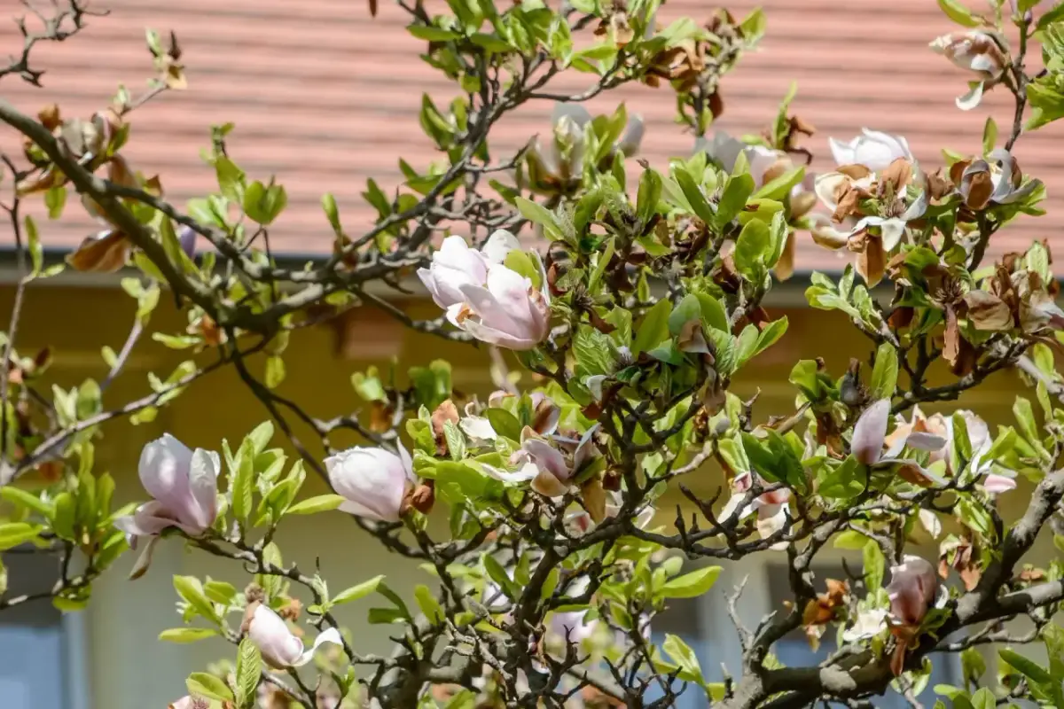 Kiedy odkryć magnolie? Kluczowe wskazówki na wiosnę dla zdrowych roślin