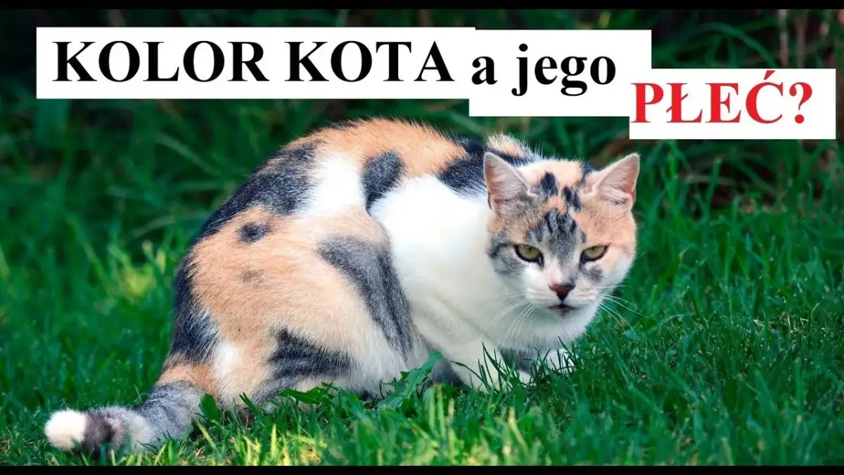 Jak rozpoznać kotkę: proste sposoby na identyfikację płci kociaka