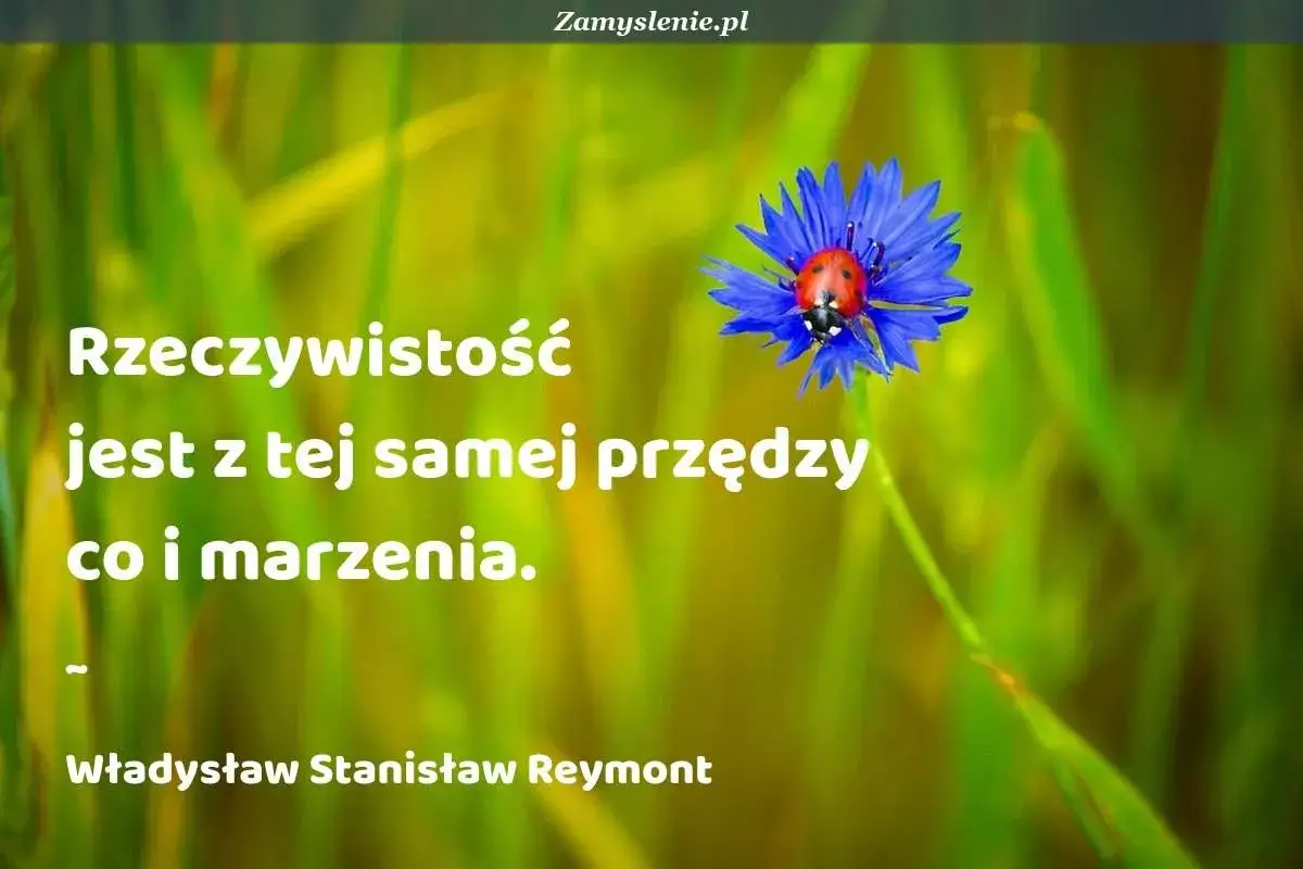 Cytaty o tym, jak spełniaj marzenia, bo rzeczywistość jest z tej samej przędzy co one. Biedronka na chabrze.