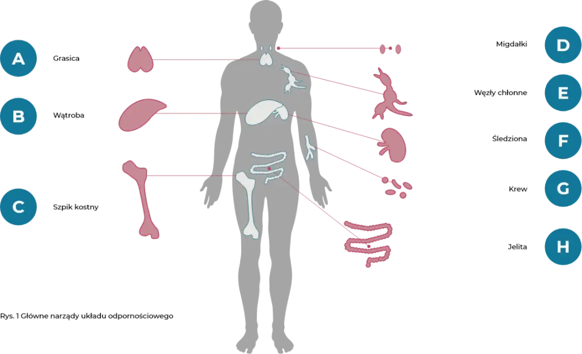 Układ odpornościowy: grasica, śledziona, szpik kostny, węzły chłonne, nerki, jelita. Zaburzenia tych organów mogą prowadzić do chorób układu odpornościowego.
