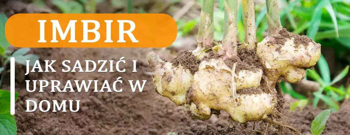 Jak uprawiać imbir w domu - proste kroki do sukcesu w ogrodzie
