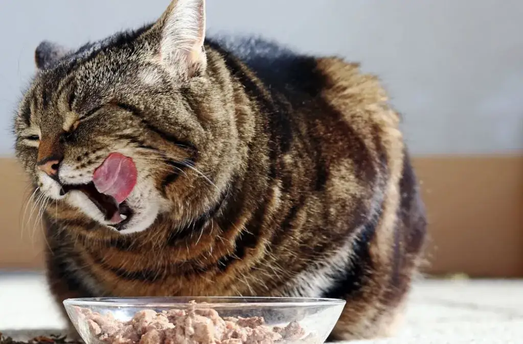 Czy koty mogą jeść wieprzowinę? Ważne informacje o bezpieczeństwie