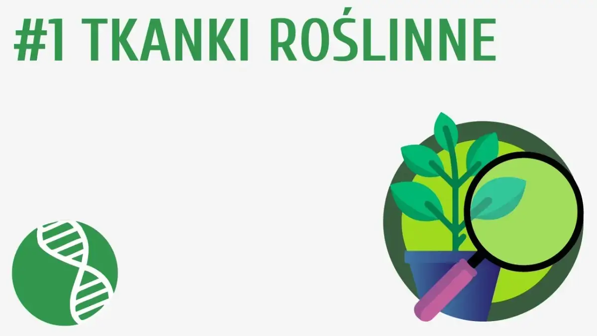 Co to jest tkanka roślinna? Kluczowe informacje i funkcje w botanice