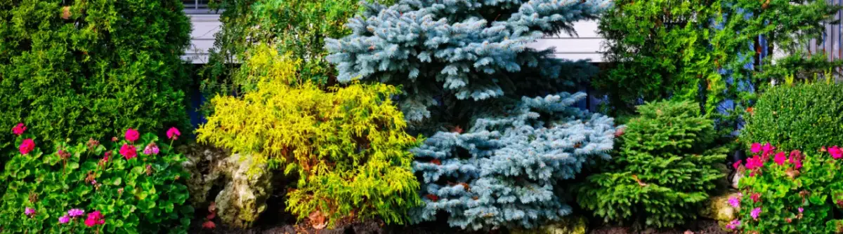 Jakie kwiaty wzdłuż chodnika, aby stworzyć piękną przestrzeń?