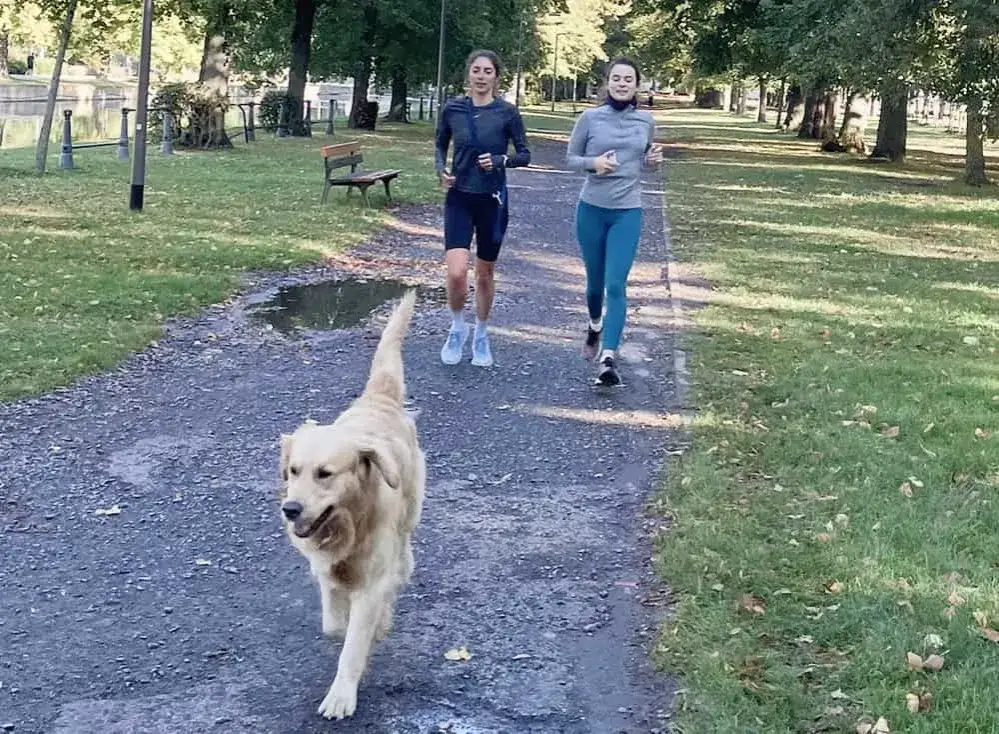 Peut-on courir avec un golden retriever sans risquer des blessures ?