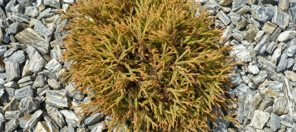 Jak czyścić żwir w ogrodzie, by uniknąć problemów i utrzymać porządek