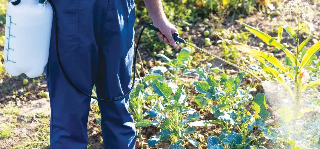 Jak opryskiwać randapem, aby uniknąć błędów i osiągnąć najlepsze efekty