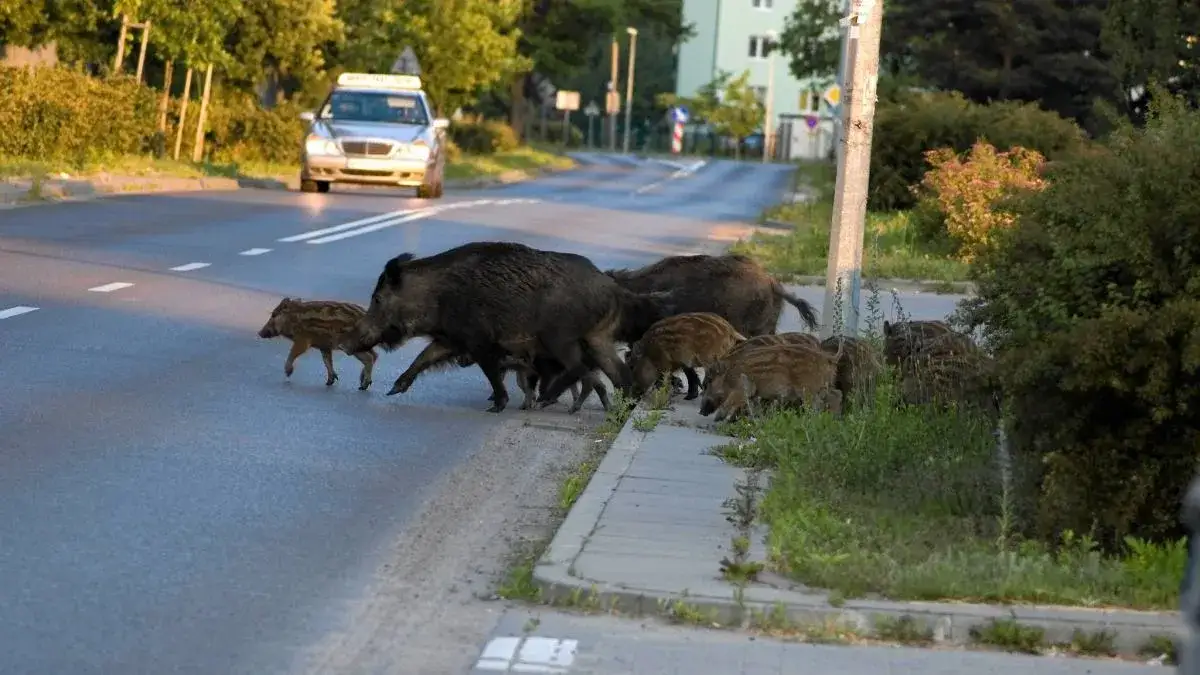 Co robić, gdy dziki na osiedlu zagrażają bezpieczeństwu mieszkańców