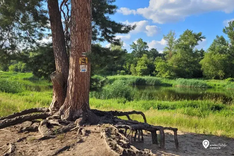 Puszczykowo z dzieckiem: Przygoda w WPN i pomysły na każdą pogodę