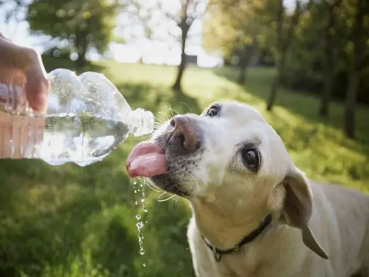Jaka woda dla psa? Dowiedz się, co jest najlepsze dla zdrowia pupila