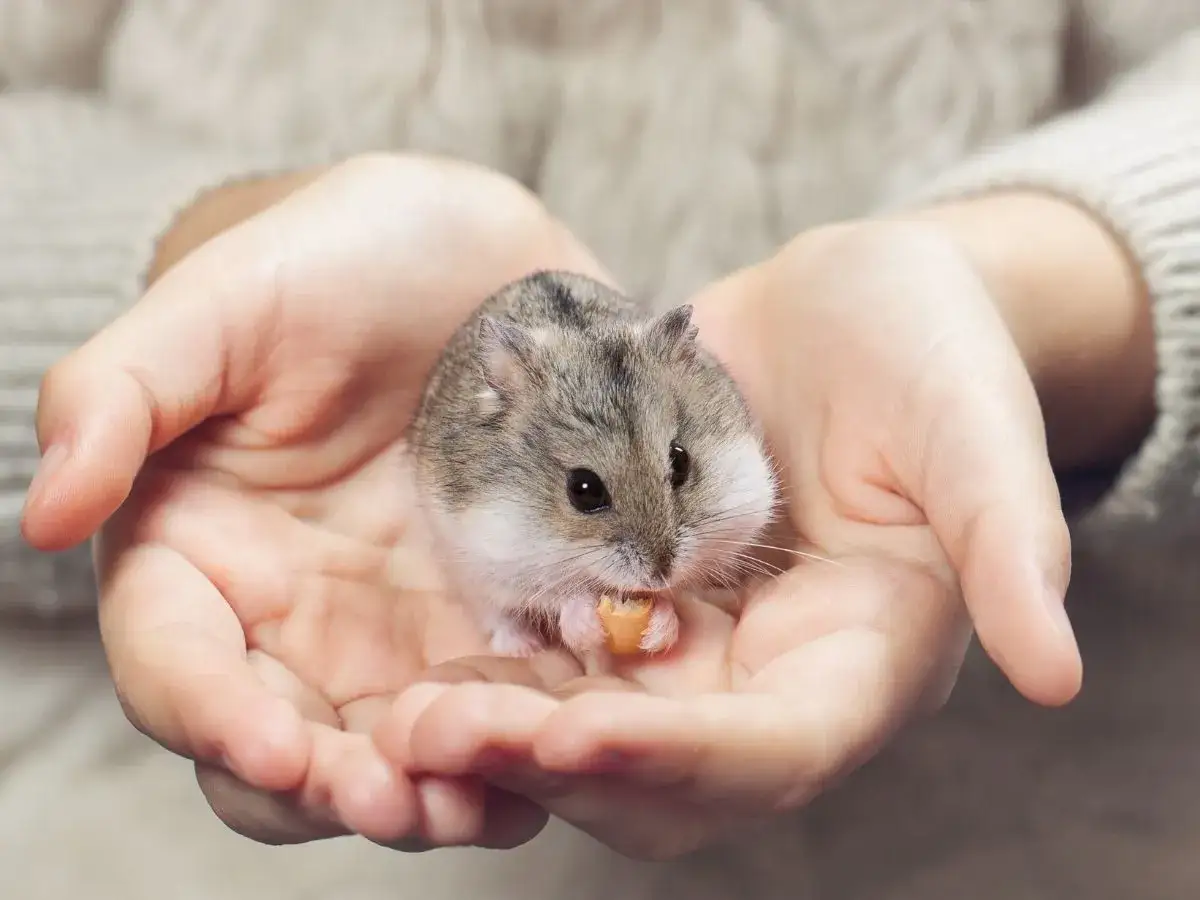 Czy z chomikiem chodzi się do weterynarza? Objawy, które powinny niepokoić