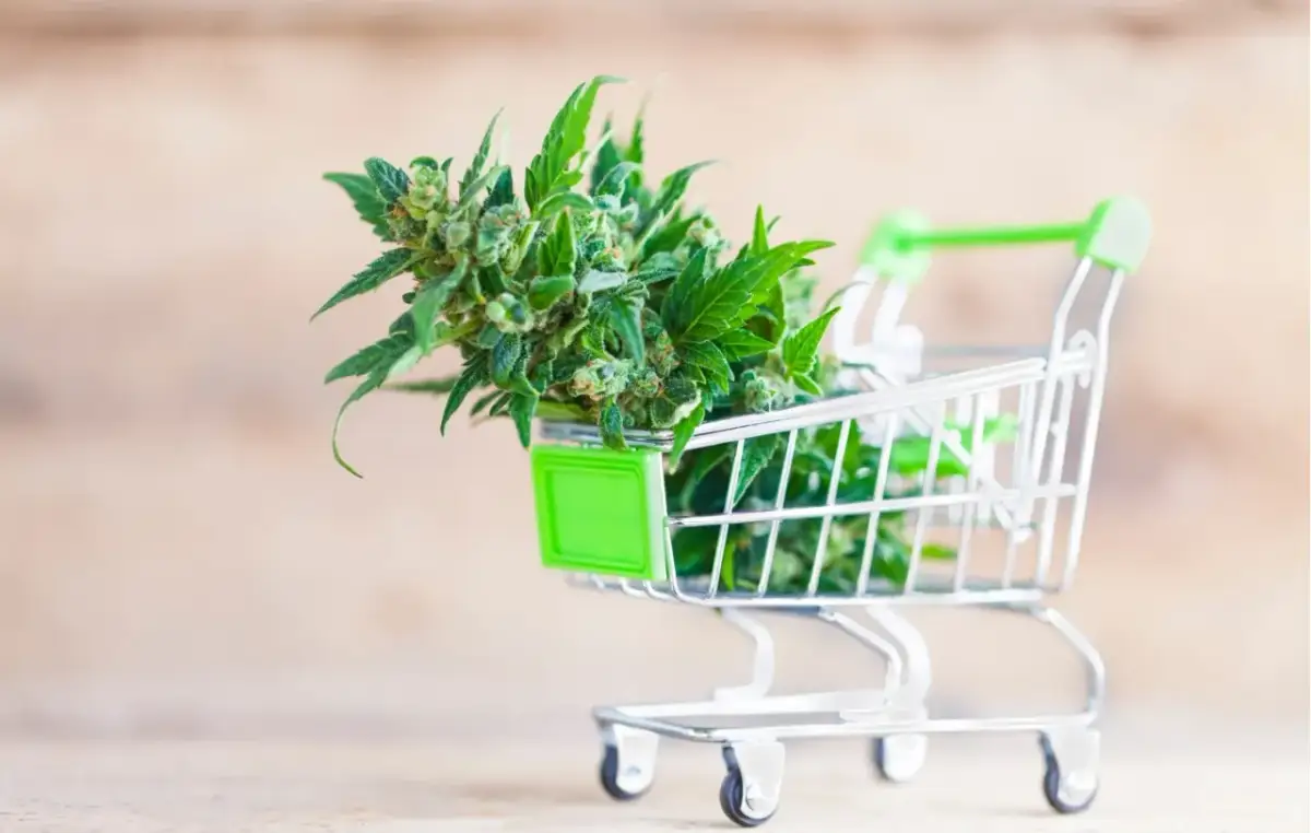 Sklep z nasionami konopi: Jak kupić legalnie i bezpiecznie?