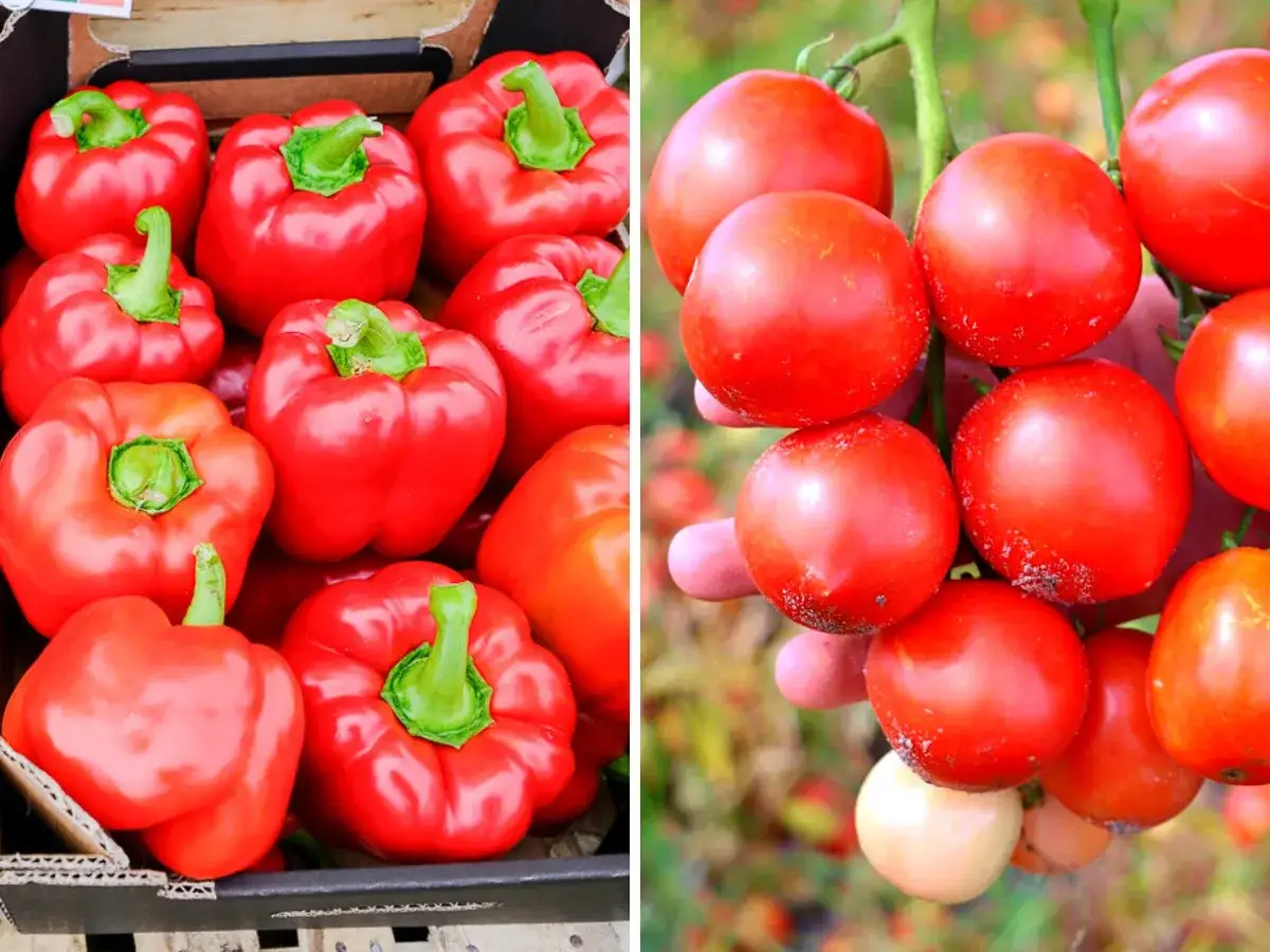 Czy można sadzić pomidory z papryką? Odkryj zalety i pułapki uprawy