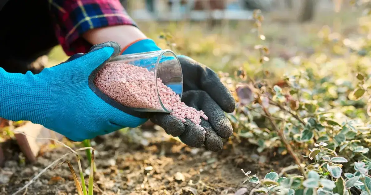 Jak często stosować nawóz YaraMila Complex dla najlepszych efektów?