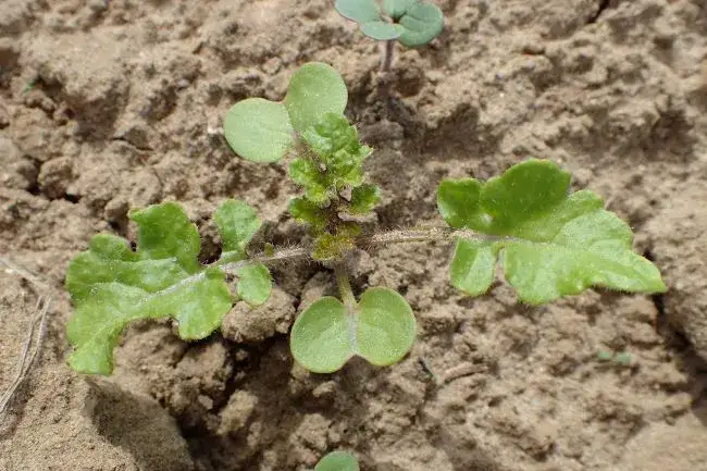 Rzodkiew pospolity chwast: jak skutecznie z nim walczyć w uprawach