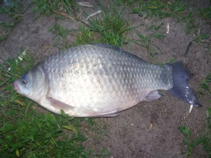 Łowisko Zofiówka: wszystko, co musisz wiedzieć o wędkowaniu