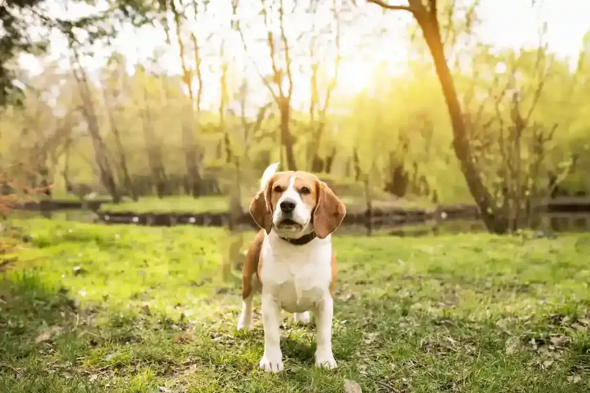 Odrobaczanie psa i kota: Jak chronić pupila i całą rodzinę?