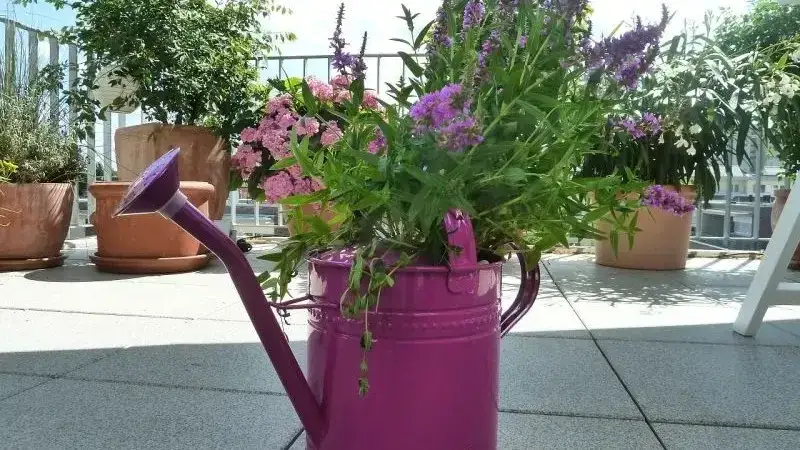 Kiedy podlewać kwiaty na balkonie, aby uniknąć ich uschnięcia?