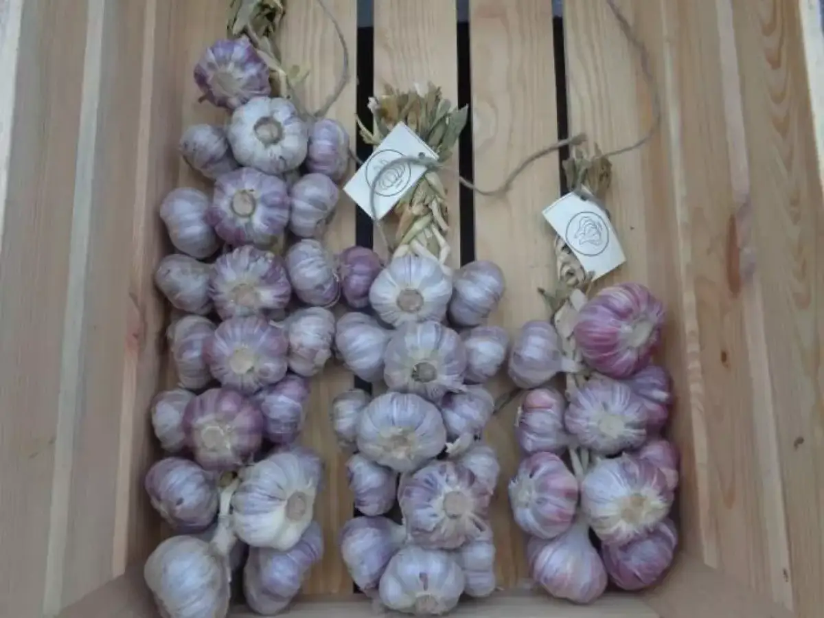 Ile można zarobić na czosnku? Zaskakujące fakty o zyskach i kosztach