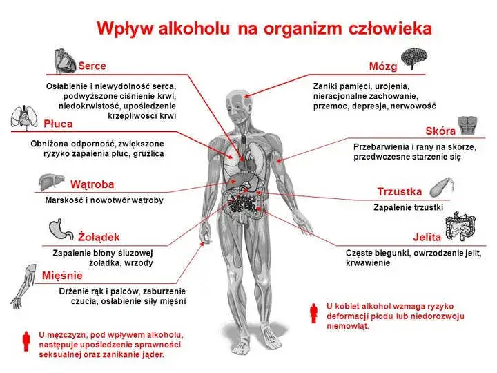 Alkohol po przeszczepie nerki: Czy to bezpieczne? Fakty medyczne