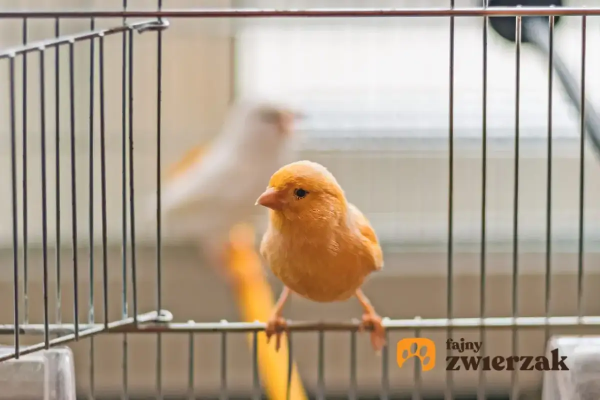 Jaka klatka dla kanarka? Wymiary, kształt i wyposażenie