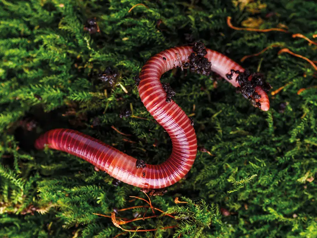 Dżdżownice kalifornijskie: Jak podwoić populację w 2-3 miesiące?