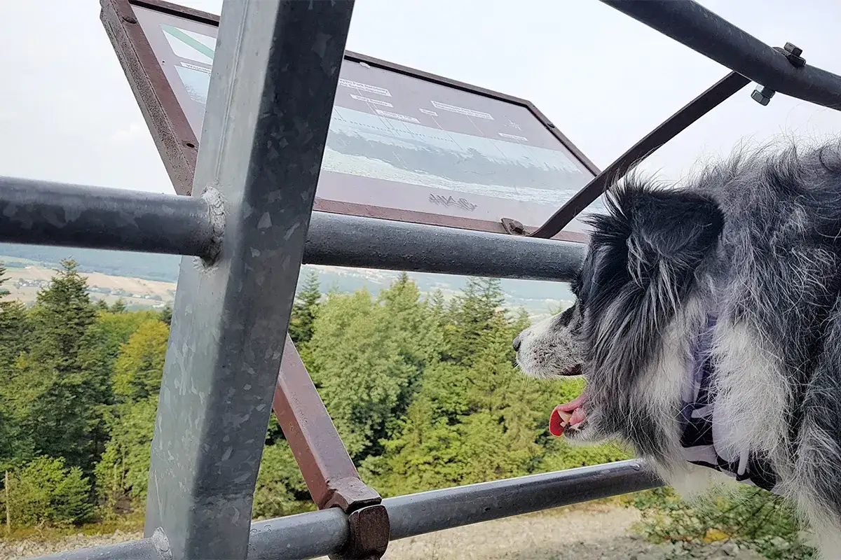 Gdzie z psem w Świętokrzyskim? Odkryj najlepsze trasy i miejsca