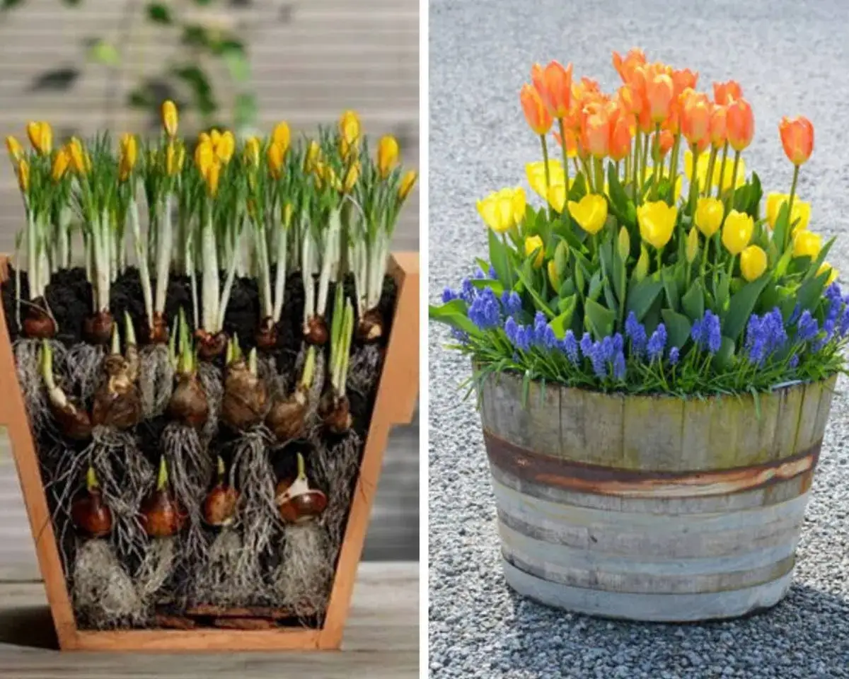 Jak sadzić kwiaty w doniczce z wkładem - uniknij najczęstszych błędów