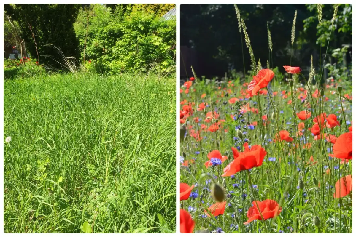 Łąka Kwietna Krok po Kroku: Siew i Pielęgnacja