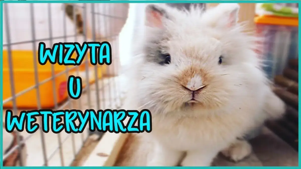 Ile kosztuje wizyta u weterynarza z królikiem? Sprawdź ceny i usługi