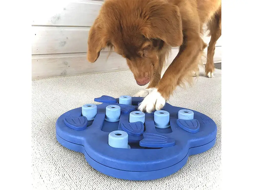 Zabawka sensoryczna dla psa: jak wybrać najlepsze dla swojego pupila