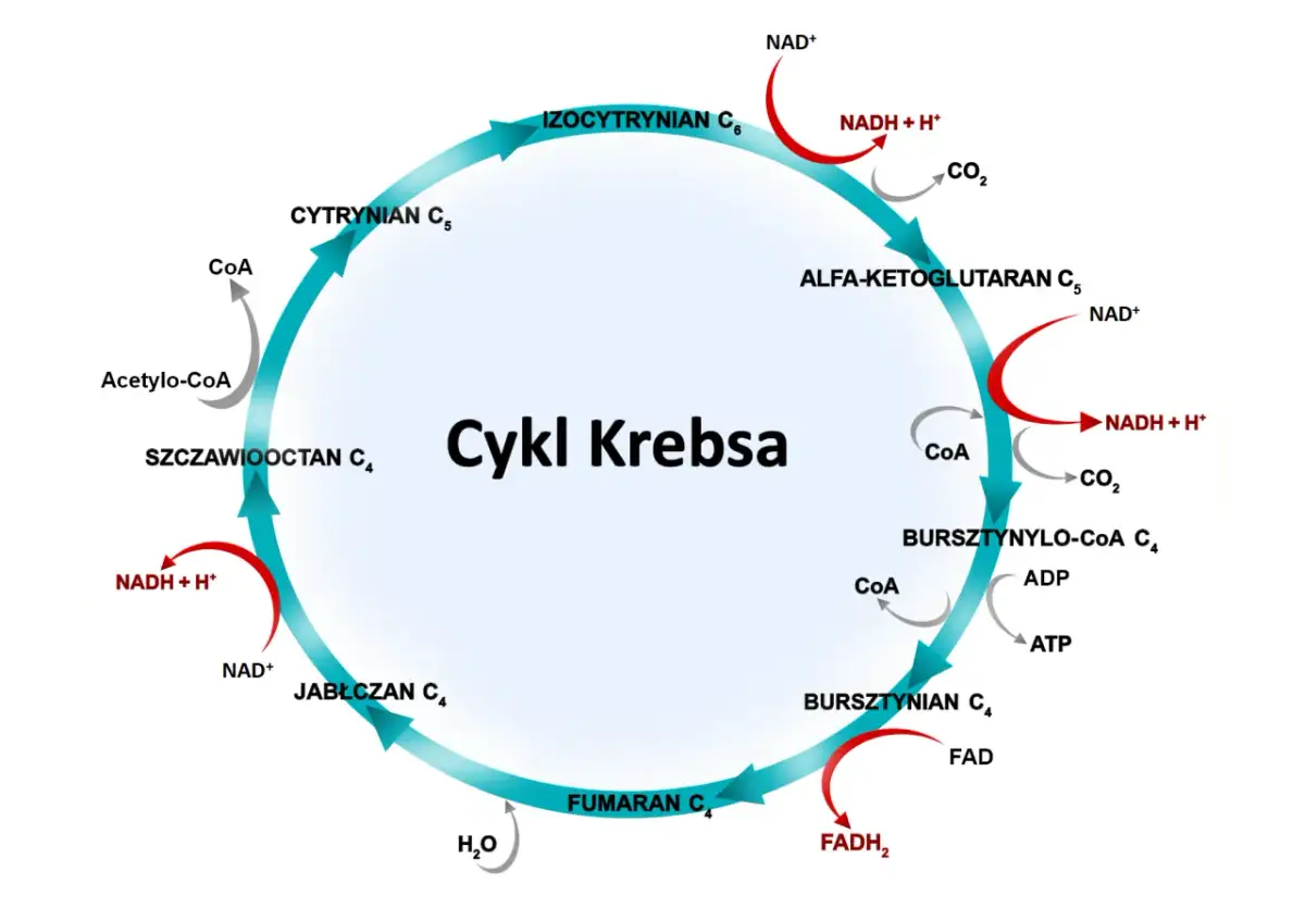 Cykl Krebsa w pigułce: Uproszczony schemat i mnemotechniki na maturę