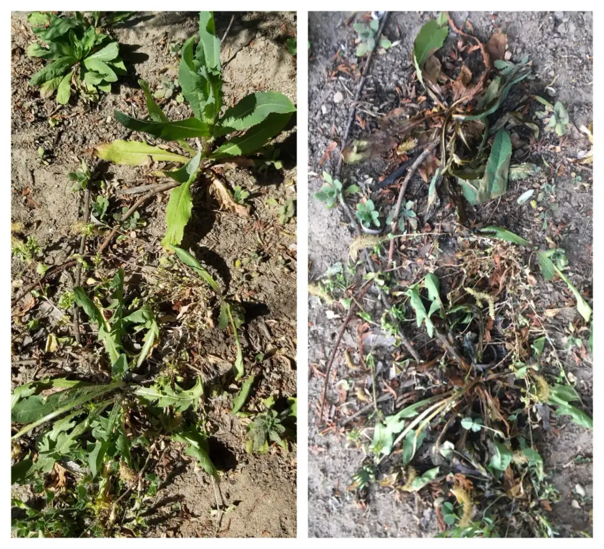 Chwast polny ognicha: jak skutecznie go zwalczać i uniknąć strat