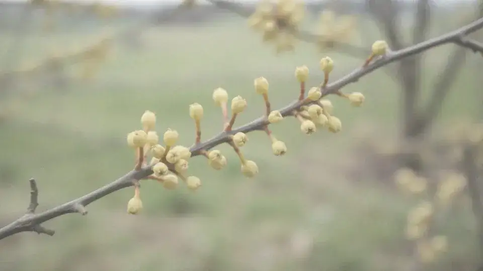 Jak kwitnie rokitnik? Rozpoznaj płeć i rozwiąż problemy