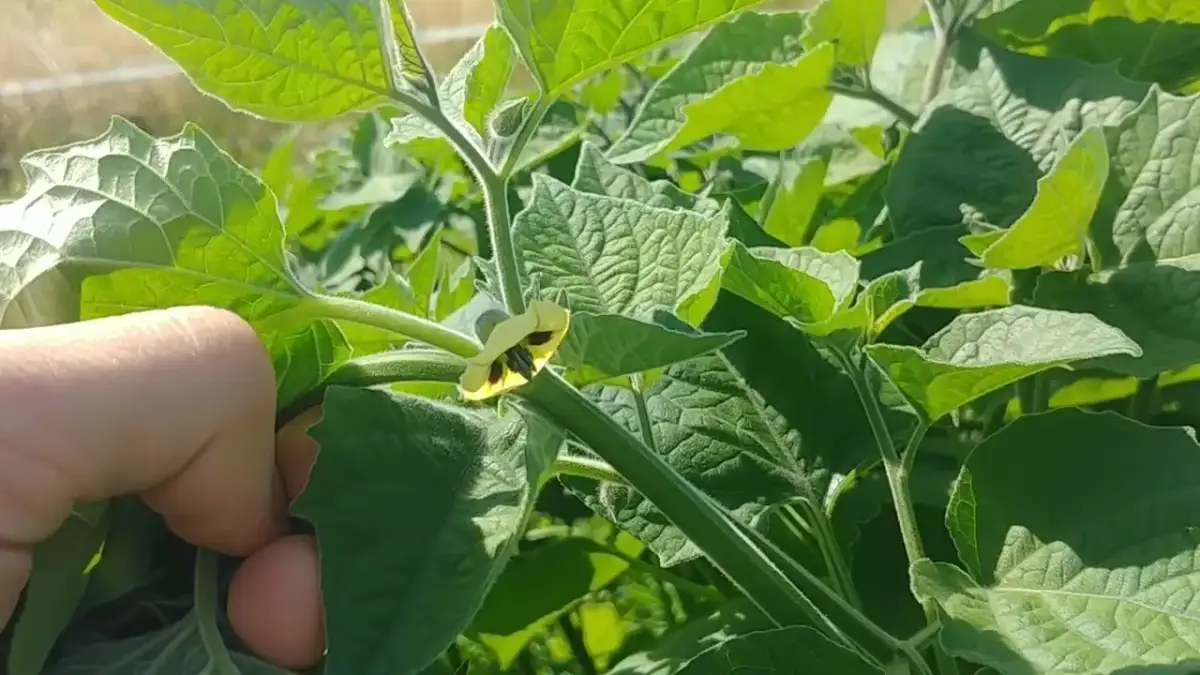 Jak uprawiać physalis - uniknij najczęstszych błędów w pielęgnacji